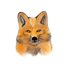 Red fox hand-drawing 