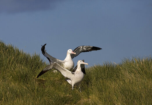 Snowy (Wandering) Albatross, Grote Albatros, Diomedea (exulans) exulans © AGAMI
