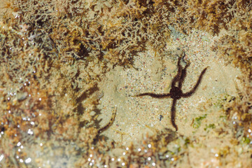 starfish under water at low tide of red sea