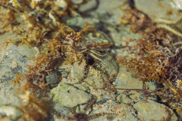 low tide sea scape with corals and seaweed on stones