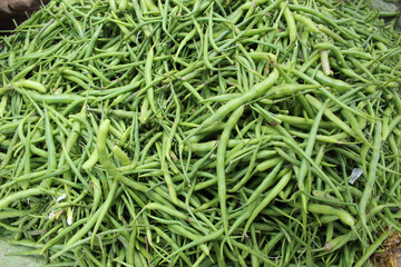 Heap of freshly harvested green beans