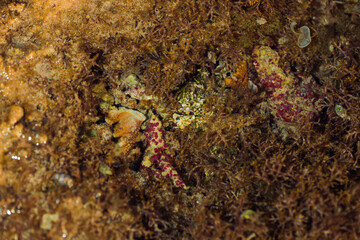 low tide sea scape with corals and seaweed on stones