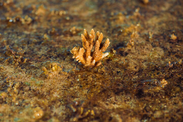 low tide sea scape with corals and seaweed on stones
