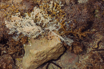 low tide sea scape with corals and seaweed on stones