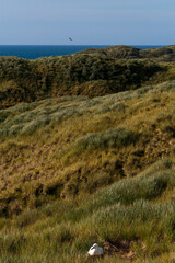 Grote Albatros, Snowy (Wandering) Albatross, Diomedea (exulans) exulans