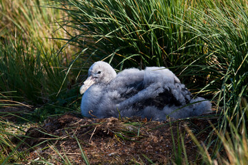 Grote Albatros, Snowy (Wandering) Albatross, Diomedea (exulans) exulans