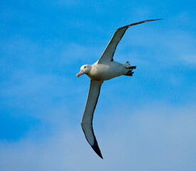 Grote Albatros, Snowy (Wandering) Albatross, Diomedea (exulans) exulans