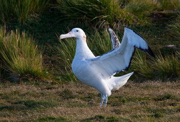 Grote Albatros, Snowy (Wandering) Albatross, Diomedea (exulans) exulans