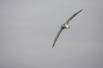 Snowy (Wandering) Albatross, Grote Albatros, Diomedea (exulans) exulans