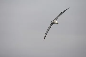 Foto op Aluminium Snowy (Wandering) Albatross, Grote Albatros, Diomedea (exulans) exulans © AGAMI