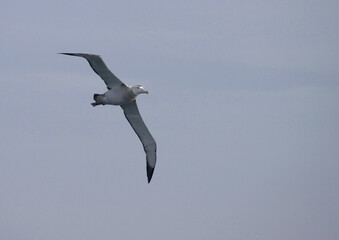 Snowy (Wandering) albatross, Grote Albatros, Diomedea (exulans) exulans