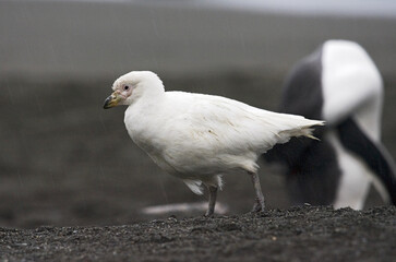 Zuidpoolkip, Snowy Sheathbill, Chionis albus