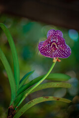purple  orchid flower