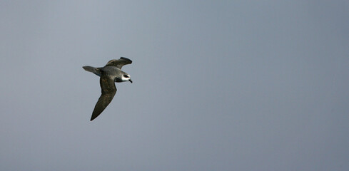Donsstormvogel, Soft-plumaged Petrel, Pterodroma mollis