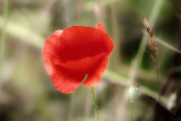 red poppy flower