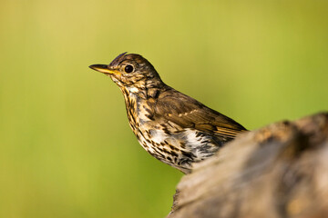 Zanglijster, Song Thrush, Turdus philomelos