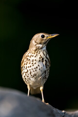 Zanglijster, Song Thrush, Turdus philomelos