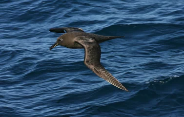 Foto op Aluminium Zwarte Albatros, Sooty Albatross, Phoebetria fusca © AGAMI