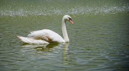 Swan swimming alone  in the wide pool