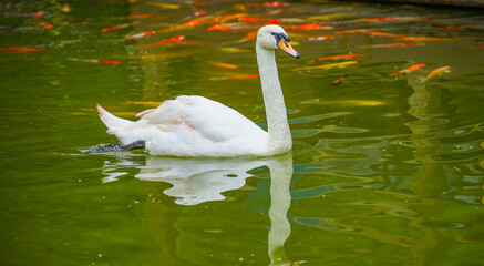 White a swan swims alone in a pond with many fancy carps