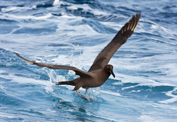 Zwarte Albatros, Sooty Albatros, Phoebetria fusca