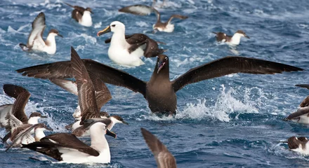 Fotobehang Zwarte Albatros, Sooty Albatros, Phoebetria fusca © AGAMI