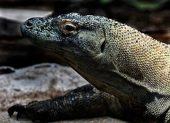 Komodo dragon's head. Latin name - Varanus komodoensis	