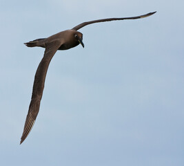 Zwarte Albatros, Sooty Albatros, Phoebetria fusca