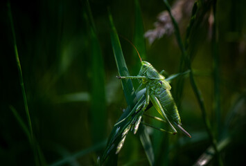 Nice green grasshopper sitting in grass at morning time. Macro photography insects