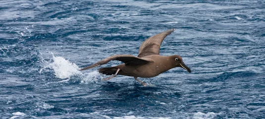 Foto op Aluminium Zwarte Albatros, Sooty Albatros, Phoebetria fusca © AGAMI