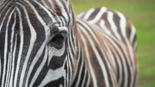 Zebra Hippotigris portrait in Safari Park summer sun day, 4K close up copy space