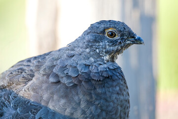 Sooty Grouse, Dendragapus fuliginosus
