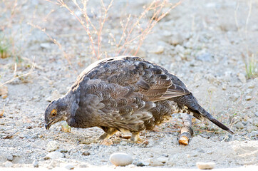 Sooty Grouse, Dendragapus fuliginosus