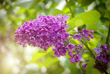A branch of red lilac against a background of green leaves.