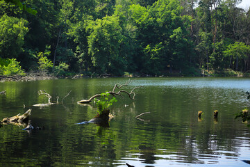 View to Great Tornow Lake (Grosser Tornowsee), federal state Brandenburg - Germany