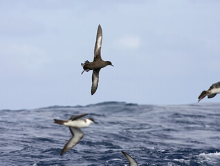 Sooty Shearwater, Grauwe Pijlstormvogel, Puffinus griseus