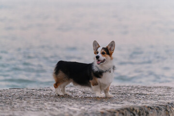 Smallest Shepherd in the world. Walking puppy in nature in morning. Welsh Corgi Pembroke tricolor stands beautifully and poses on pier in morning against background of blue sea.