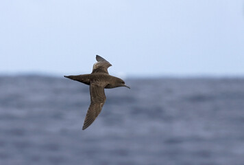 Sooty Shearwater, Grauwe Pijlstormvogel, Puffinus griseus