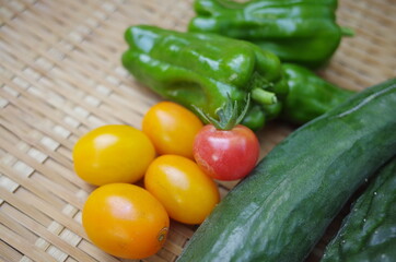 農業で新鮮野菜を収穫