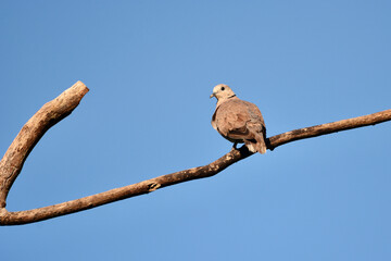 Streptopelia tranquebarica with blue sky background.