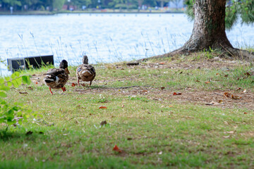 歩く雄と雌のマガモ　大濠公園　福岡県福岡市　Walking male and female mallards Ohori Park Fukuoka-ken Fukuoka city