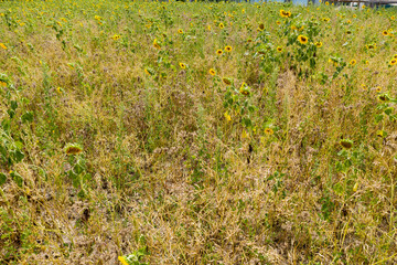 Looking straight down on a very dry field with some sunflowers