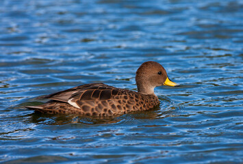 Zuid-Georgische Pijlstaart, South Georgia Pintail, Anas georgica