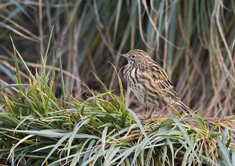 Zuid-Georgische Pieper, South Georgia Pipit, Anthus antarcticus