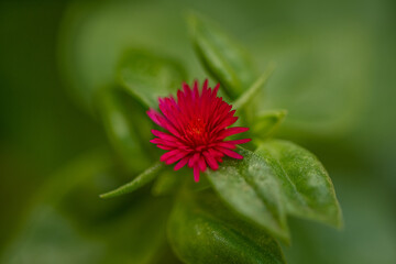 red flower with dew drops