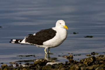 Kelpmeeuw, Kelp Gull, Larus dominicanus