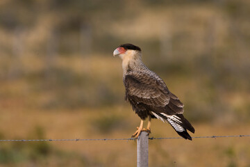 Southern Caracara, Kuifcaracara, Caracara plancus