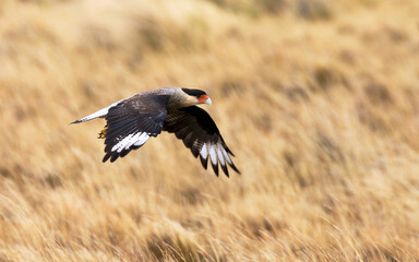 Southern Caracara, Kuifcaracara, Caracara plancus