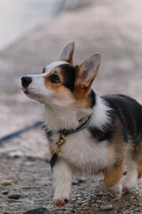 The smallest Shepherd in the world. Walking with a dog in the fresh air. Cute teen puppy Welsh Corgi Pembroke Tricolor walks along the pier on a leash and poses. Walking with a dog in the fresh air.