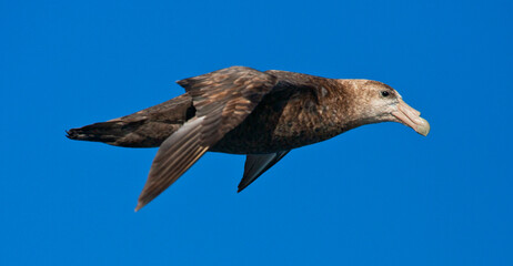Zuidelijke Reuzenstormvogel, Southern Giant Petrel, Macronectes giganteus